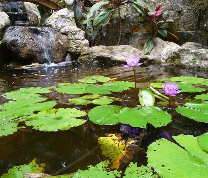 Photo of a lily pond with water fall.