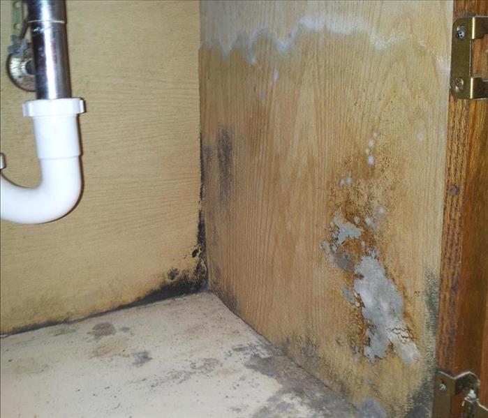 mold under sink with a water leak